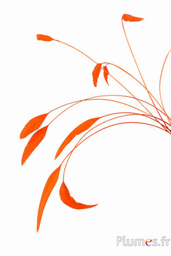 Coquetip - 20-25 cm - orange
